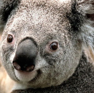 Meet your Posher, Liam